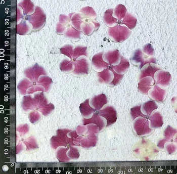 60pcs Presat de Culoare Dublă Hydrangea Macrophylla de Flori Uscate Pentru Unghii Bijuterii Marcaj Caz de Telefon Invitație Makup Card DIY